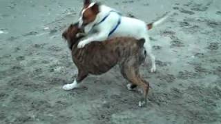 preview picture of video 'Hunter Meets Buster at Dog Beach 2 17 10'