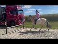 Poney &agrave; vendre fjord 3 ans 