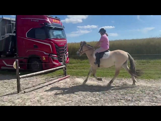 Poney &agrave; vendre fjord 3 ans 