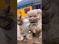 What’s the secret behind placing a ball inside a stone lion's mouth?
