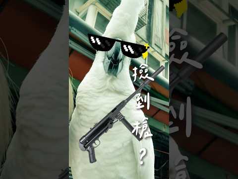 啵啵這次真的過分了🤭 #鸚鵡 #搞笑