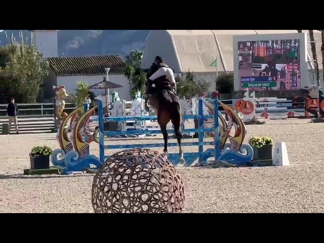 Second dam Sonny van het Leliehof - Elite mare