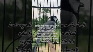 Download lagu burung bersuara merdu #glatik #gelatikbatugacor #gelatik #pancingangelatikbatu mp3 Download lagu burung bersuara merdu #glatik #gelatikbatugacor #gelatik #pancingangelatikbatu mp3