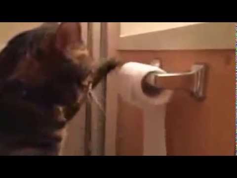 شاهد قط يقوم بأعمال منزليه ...