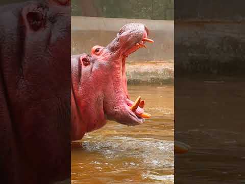 Mom: The hippo’s pooping reminds me of you... poor me!😂