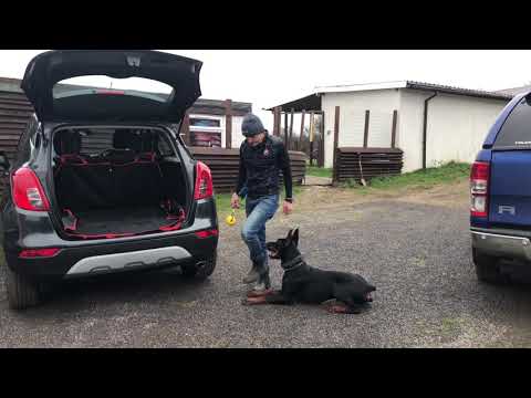 Doberman 17 months old Client Handover 1-1