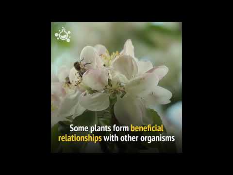 [Documentary] Plants has immune system By Izhan.