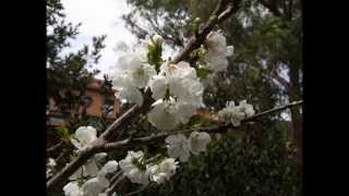 Per cireres Sant Climent