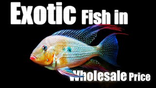 New Exotic fish update at Fish & Aquarium Hobby Store