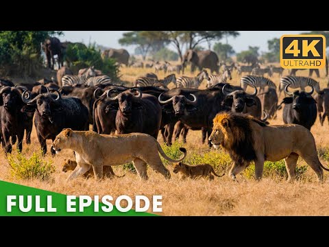 Apex Hunters Survival Arena (Full Episode) | 4K UHD | Nature Animal Documentary