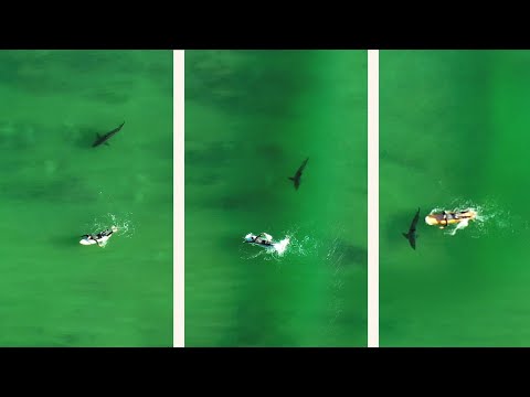 Drone Footage Shows Great White Sharks Are Hunting Surfers And They Don't Even See It