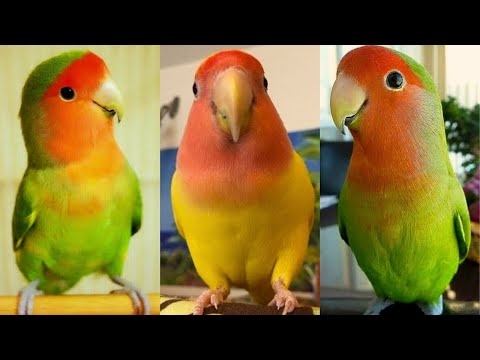 Perroquets drôles et mignons - essayez de ne pas rire !!! ❤️🦜
