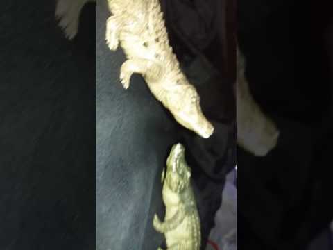 Sarcosuchus vs Deinosuchus vs Purussaurus my thoughts