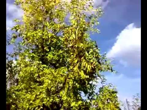 Kineska urma krupnoplodna-3 deo