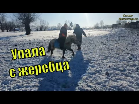 Продаём жеребца. Дела хозяйские. Крем-мёд готов / Семья Фетистовых