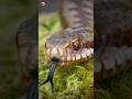 Snake Sound SNAKE Shorts