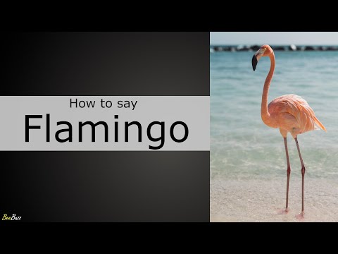 How to Pronounce Flamingo