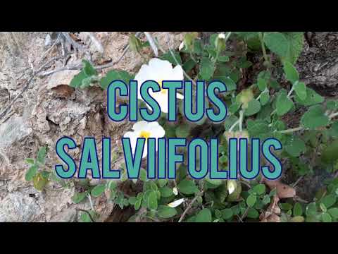 Cistus Salviifolius