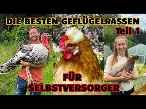 Self-sufficiency: The best poultry breeds for self-sufficiency Part 1: Geese, chickens, ducks, tu...