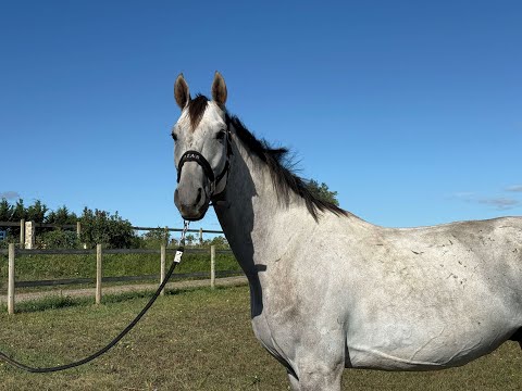 Concetto PS CHACOON BLUE x CONTHARGOS - Video 5 video thumbnail