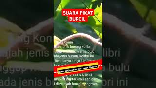 Download lagu suara pikat burcil #burcil #pikatburcil #suarapikatburungribut mp3