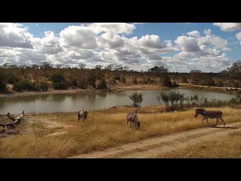 Djuma: Zebras and Wildebeests - 10:53 - 07/22/20