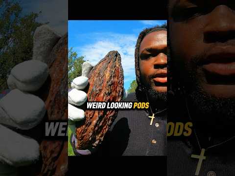 Where Real Chocolate Comes From 🍫