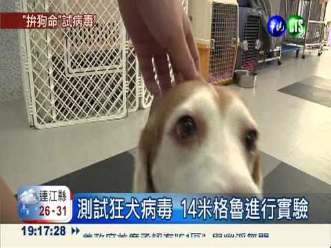 測試狂犬病毒 14隻米格魯賭命