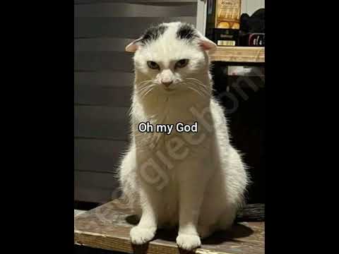 If I catch you #cat #foryou #funny #memes #fyp #georgieebom