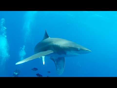 Oceanic White Tip - Red Sea