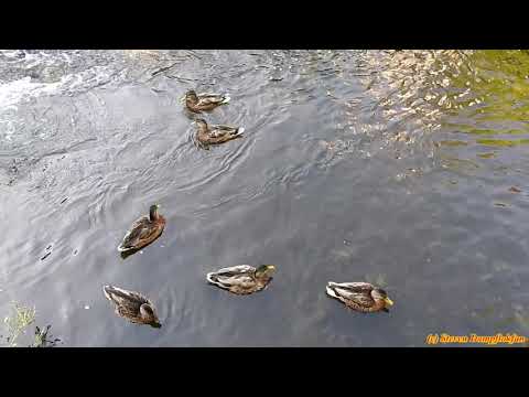 Harzer Wandernadel 2019 / "Burgen und Schlösser" Wanderung in Quedlinburg (04.09. - 06.09.2019)