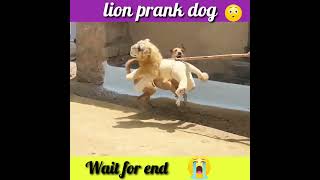 Fake Big Lion Prank Dog Jumping Funny Video Can Not Stop Laugh Must  Comedy@sekhar84prank#short