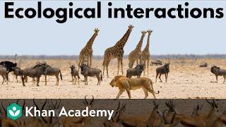Ecological interactions | Middle school biology | Khan Academy