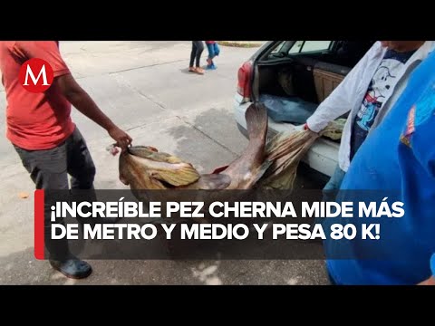 Buzo captura impresionante pez cherna de 80 kg en Coatzacoalcos, Veracruz