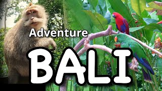 Experience Bali: A Day in Monkey Forest and Bird Park