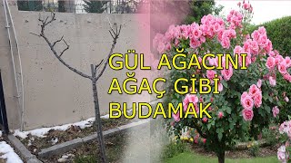 GÜL BİTKİSİNİ AĞAÇ HALİNE GETİRMEK
