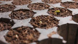 OF ALL TRADES: SEED GROWING FOOTAGE