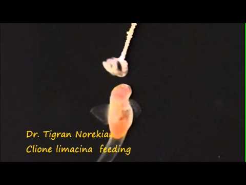 Clione Feeding