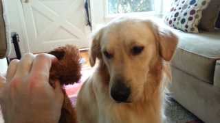 Guilty Dog Looking At Destroyed Toys & Throwing them in Trash - English Cream Golden Retriever