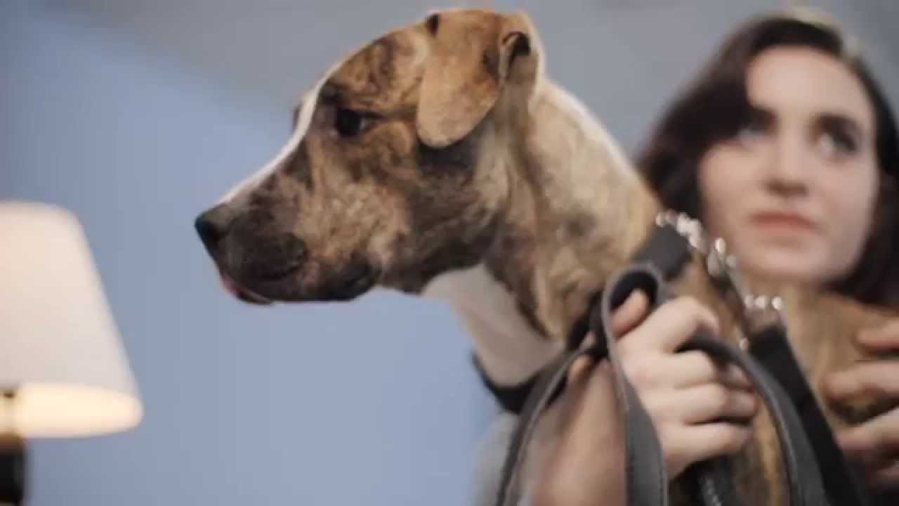 Wyatt's Tail: Spotlight on Second Chance Rescue