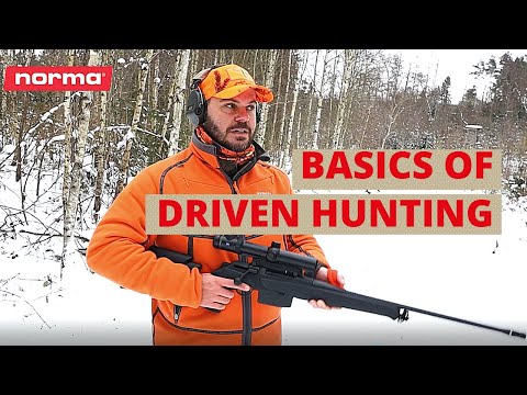 Basics of Driven Hunting | Norma Academy