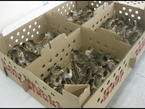 download lagu mp3 mp4 Guinea Fowl Brooding, download lagu Guinea Fowl Brooding gratis, unduh video klip Guinea Fowl Brooding
