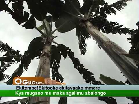 Oguggwa: Ekitembe!Ekitooke ekitavaako mmere