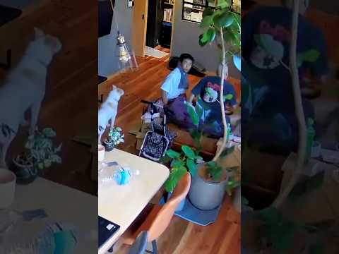 Home camera captures panic as Japan earthquake strikes