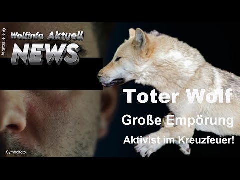 Dead wolf - Great outrage. Wolf activist caught in the crossfire.