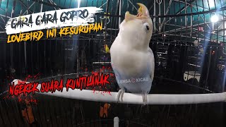 Download lagu SEREM!! LOVEBIRD INI KESURUPAN NGEKEK KONSLET SUARA KUNTILANAK|| VOLUME KERAS mp3