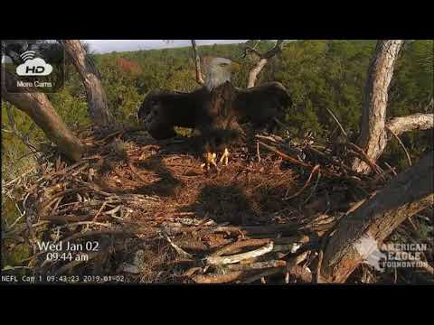 Defensive Calls - Mating - Post Intrusion - Jan 2, 2018 - NEFL Bald Eagle Nest - Part Two