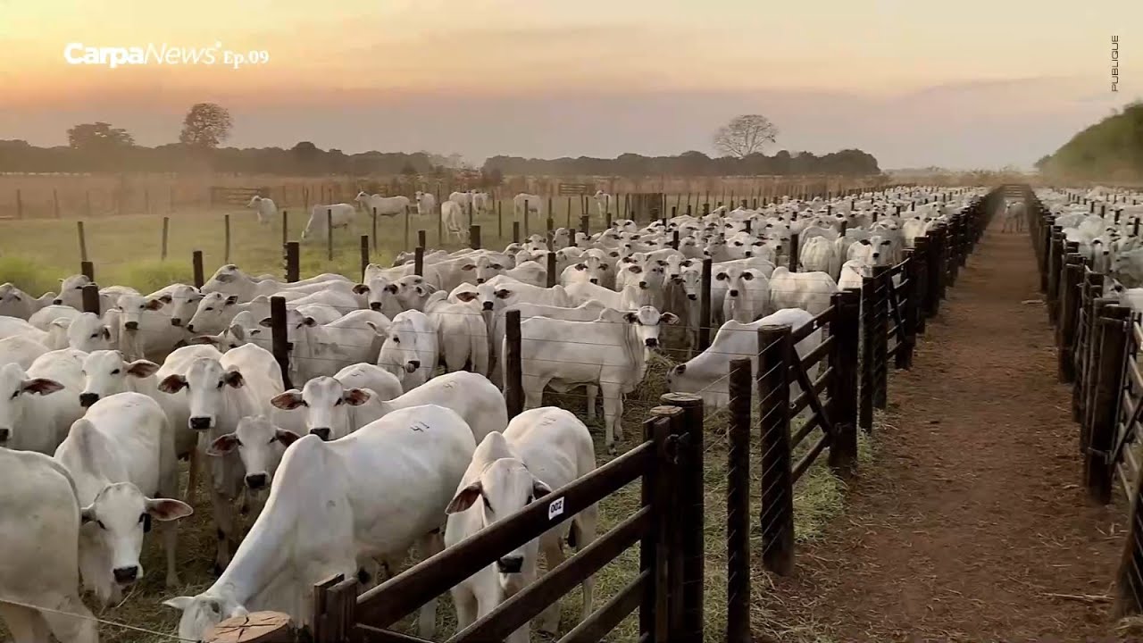 Bezerros Carpa: para encurtar ciclo e melhorar a renda