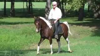 preview picture of video 'Champion bred Tri-Color Half-Arabian Pinto Mare'