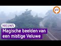Dichte mist levert mystieke Veluwe op